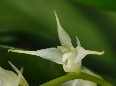 Bulbophyllum ramosii