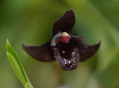 Maxillaria schunkeana