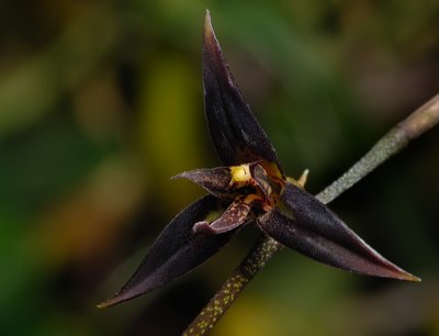 Pleurothallis anfracta