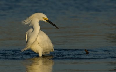 Snowy Egret