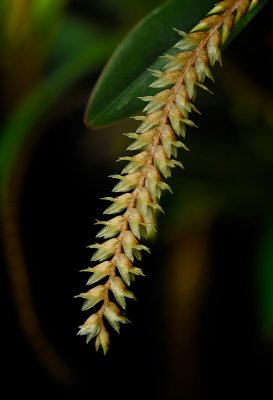 Dendrochilum aurantiacum