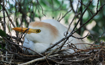 At Home on the Nest