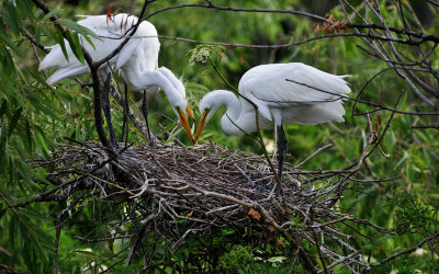 Maintaining the Nests