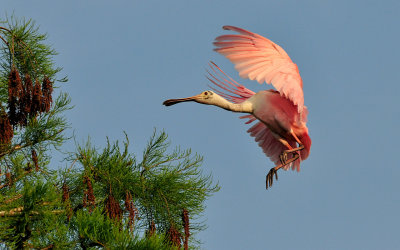 Roseate Spoonbill Coming in to Land!