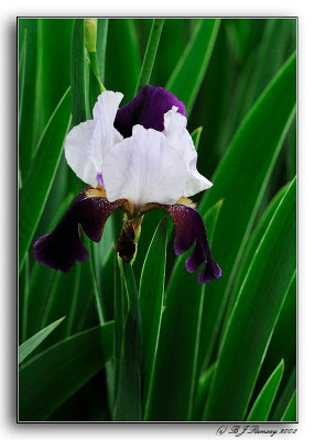 Iris fom the Garden