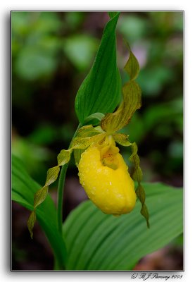 Cypripedium calceolus