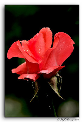 A Rose in the Rain