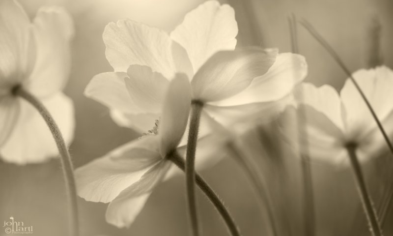Anemone