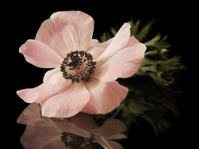 pink anemone