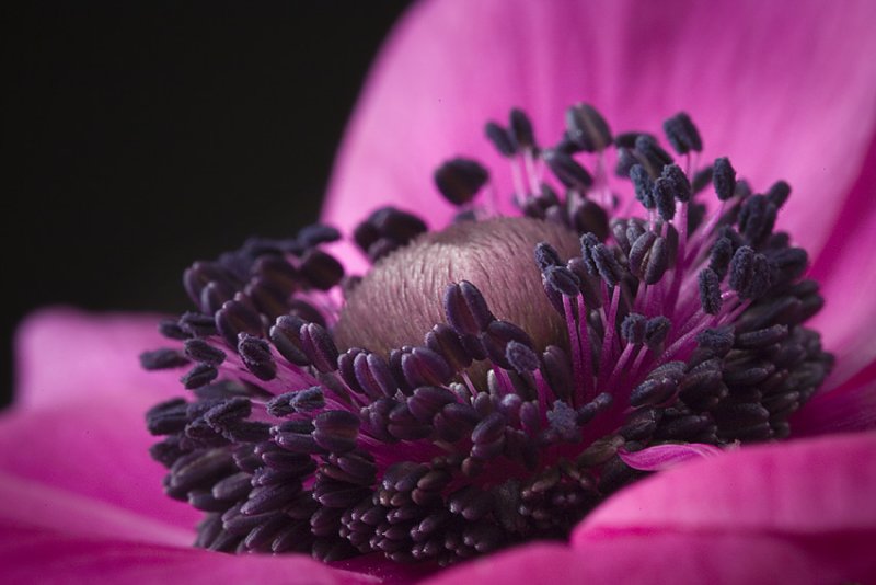 red anemone