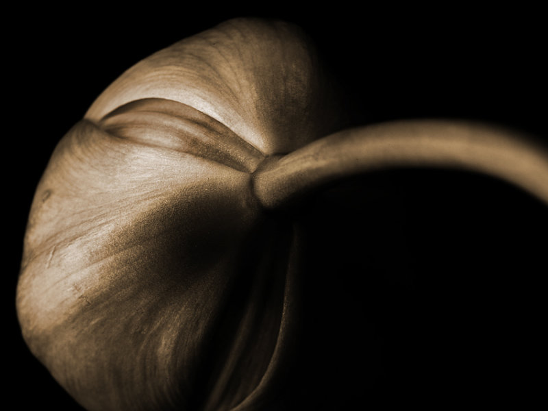 flower bulb