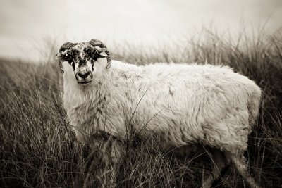 Harris Island sheep
