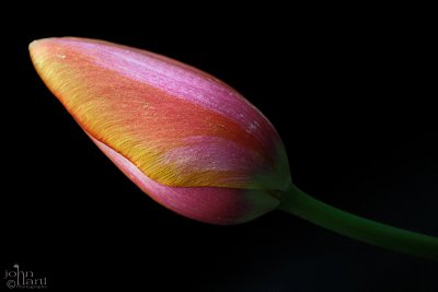 tulip times