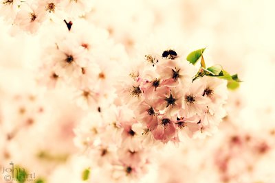 springtime cherry