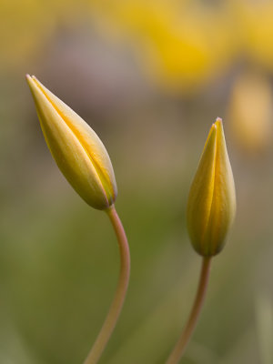 couple of tulips