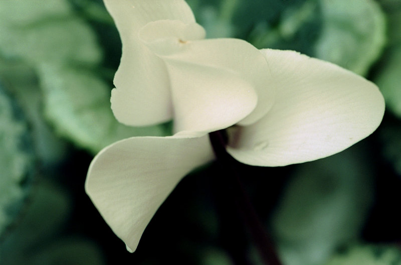 Cyclamen_358.jpg