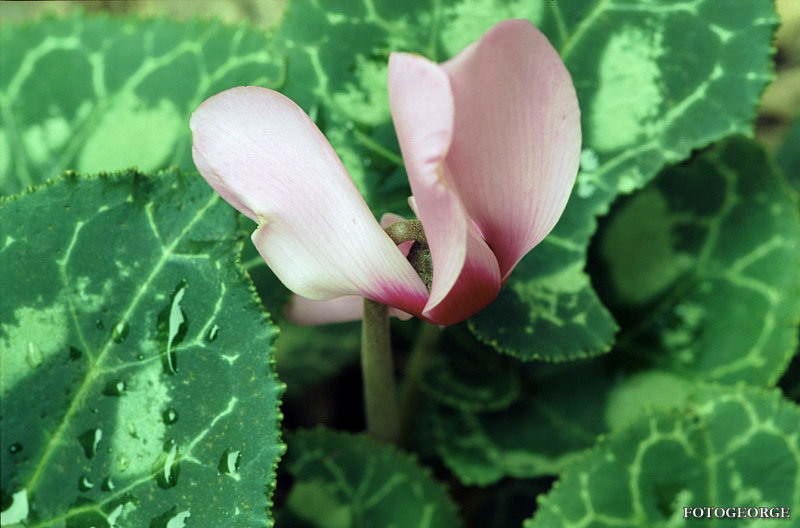 Cyclamen_361.jpg