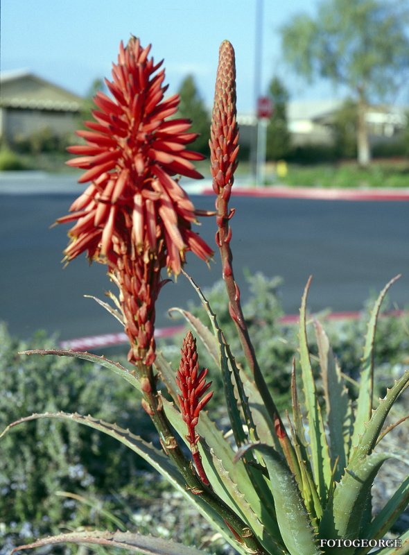 Red-Yucca-flowers031509_569.jpg