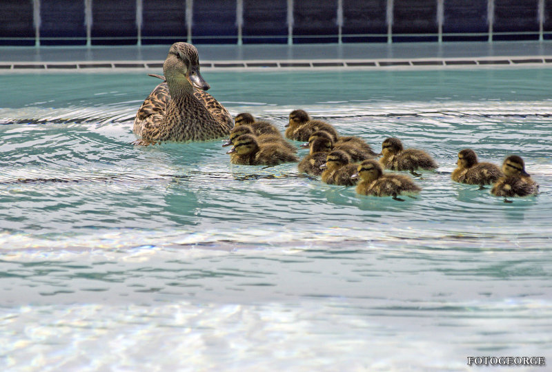 DuckFamily_1663.jpg