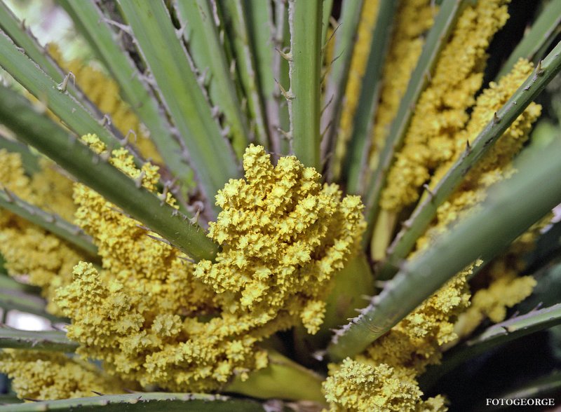 Palm-Pollen-flowers042809-647.jpg
