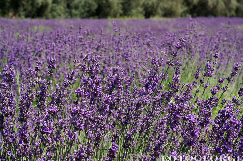 Lavender-fields0067.jpg