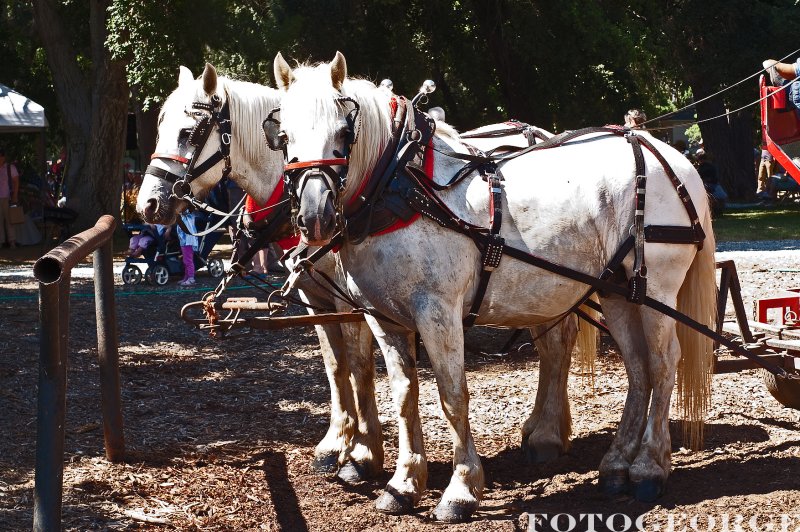 Draft-Horse0098.jpg