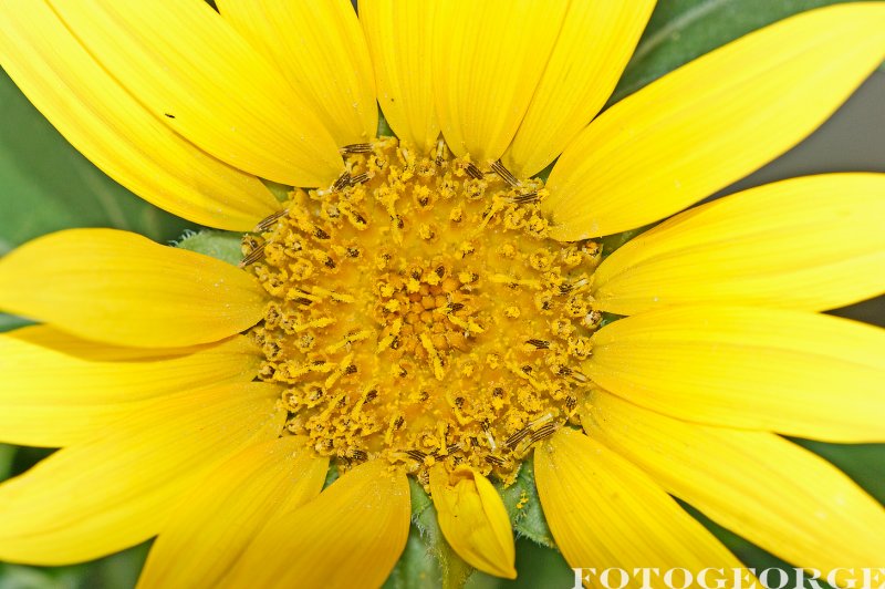 Sunflower_DSC3358.jpg