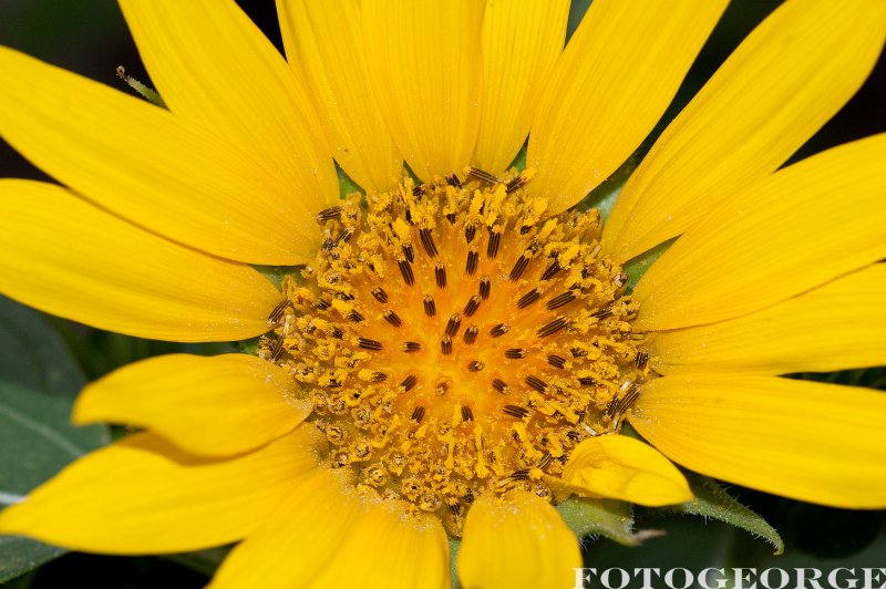 Sunflower_DSC3398.jpg