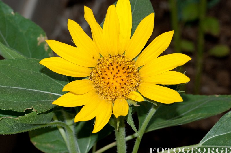 Sunflower_DSC3408.jpg