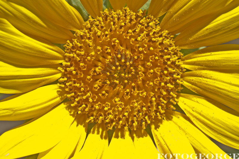Sunflower0012.jpg