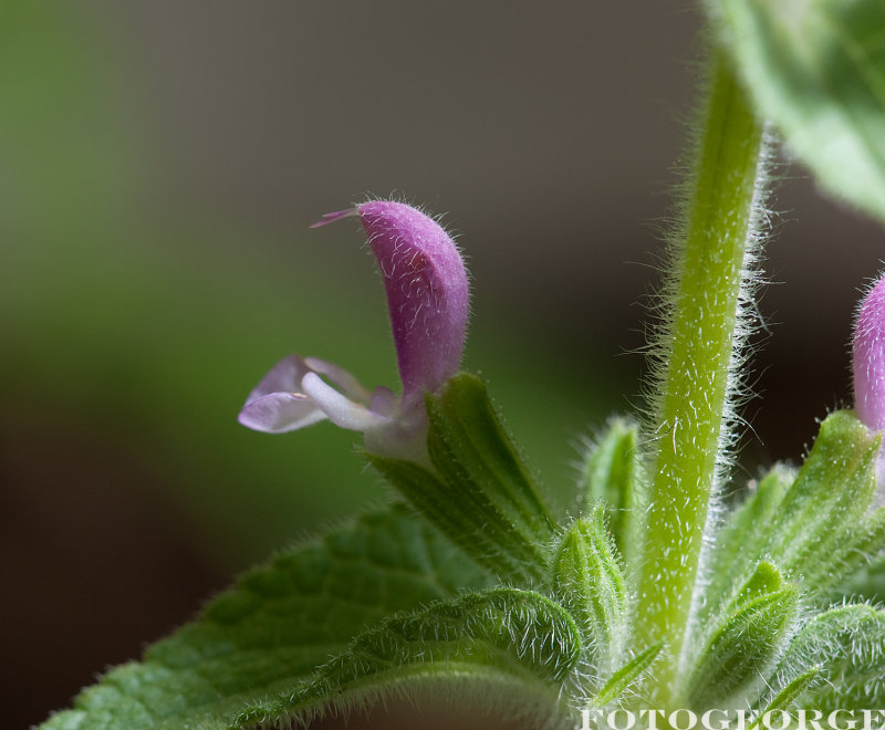 Salvia-viridis-ANNUAL-CLARY-MARBLE-ARCH-ROSE-_DSC3438.jpg