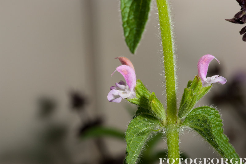 Salvia-viridis-ANNUAL-CLARY-MARBLE-ARCH-ROSE-_DSC3447.jpg