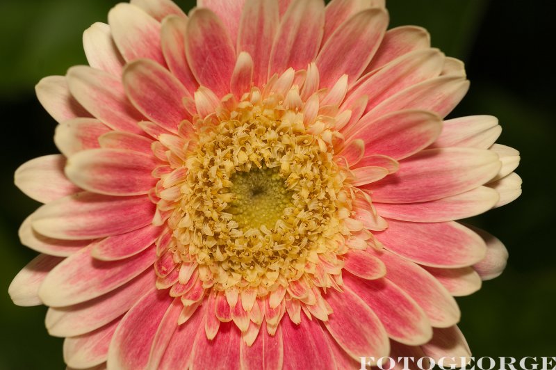 Gerbera-Daisy_DSC3578.jpg