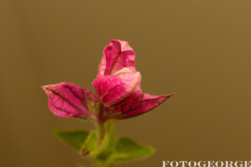 Salvia-viridis-ANNUAL-CLARY-MARBLE-ARCH-ROSE-_DSC3533.jpg