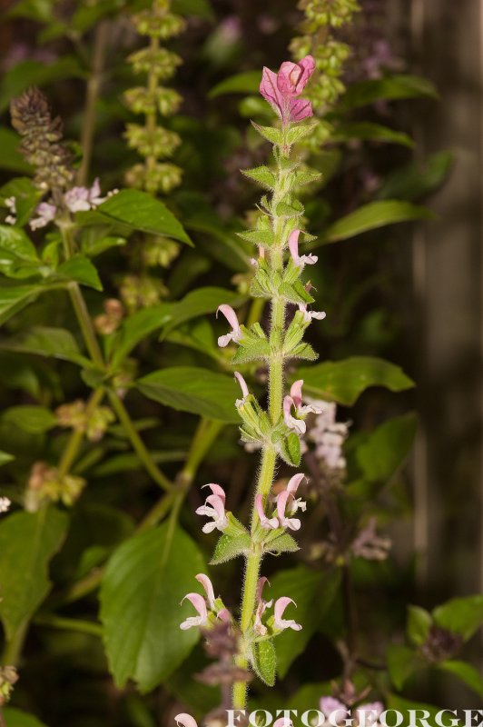 Salvia-viridis-ANNUAL-CLARY-MARBLE-ARCH-ROSE-_DSC3562.jpg