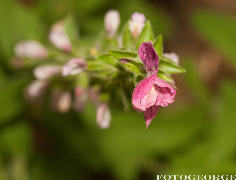 Salvia-viridis-ANNUAL-CLARY-MARBLE-ARCH-ROSE-_DSC3570.jpg