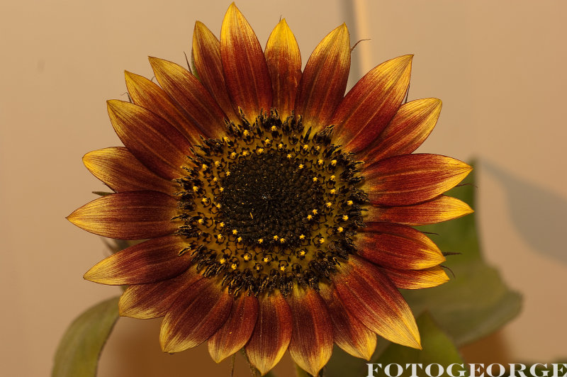 Sunflower_DSC3607.jpg