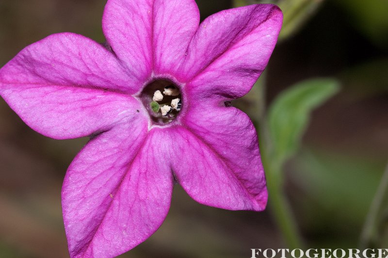 Nicotiana-alta-CrimsonBedder_DSC3646.jpg