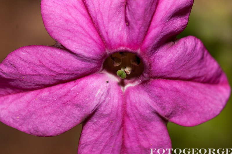 Nicotiana-alta-CrimsonBedder_DSC3654.jpg