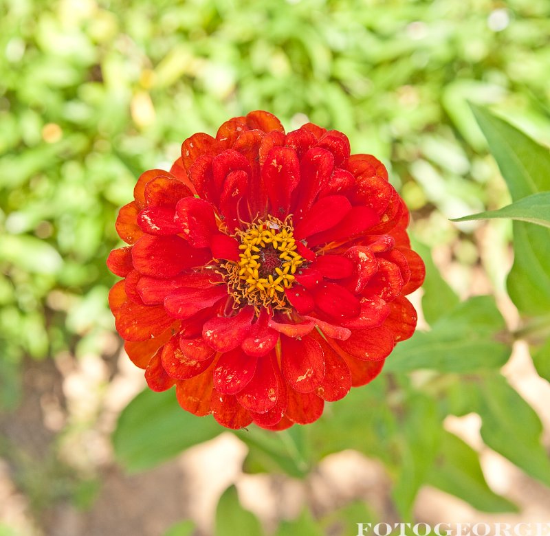 Zinnia-Red_DSC3019.jpg