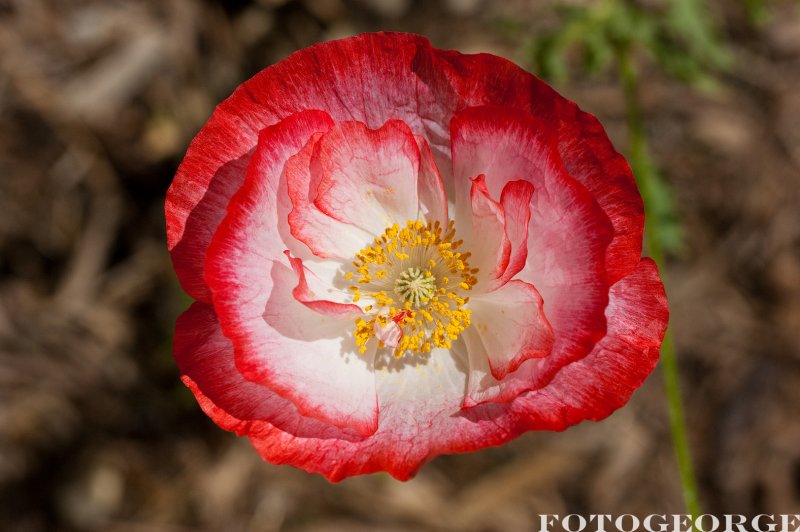 Papaver-rhoas_DSC5507.jpg