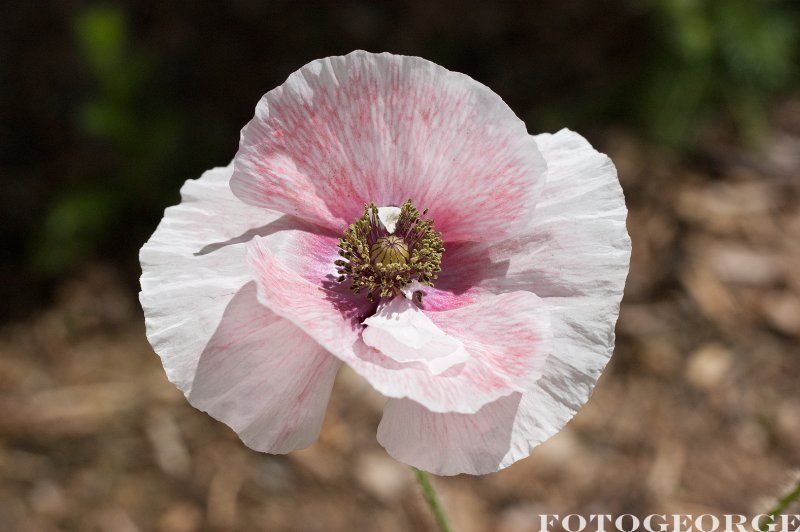 Papaver-rhoas_DSC5509.jpg