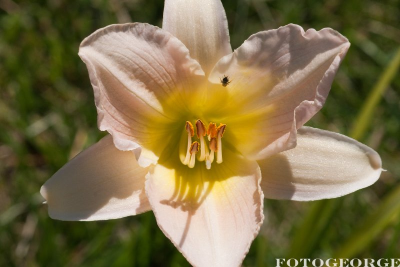 ivorydaylilly_DSC5043.jpg