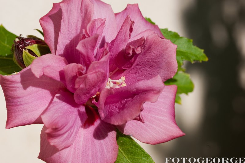 Hibiscus syriacus_DSC5550.jpg