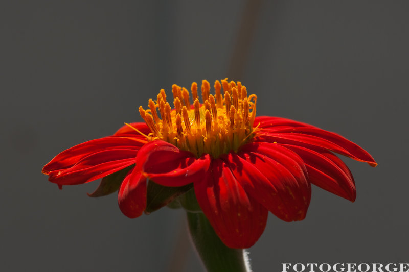 Mexican-Sunflower_DSC5197.jpg