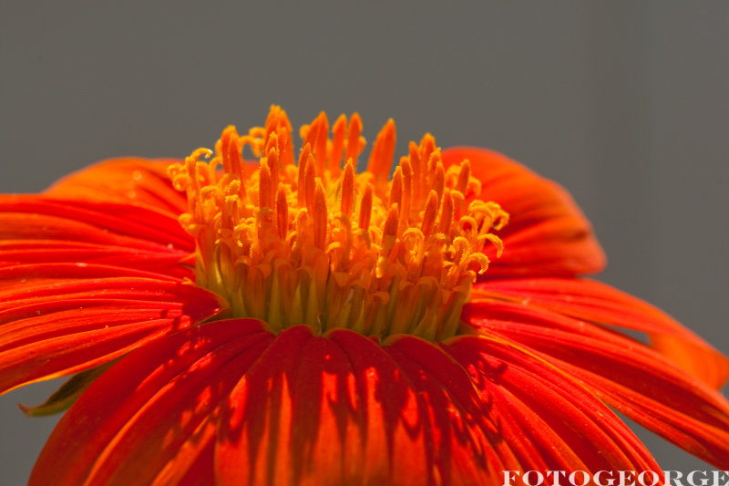 Mexican-Sunflower_DSC5201.jpg