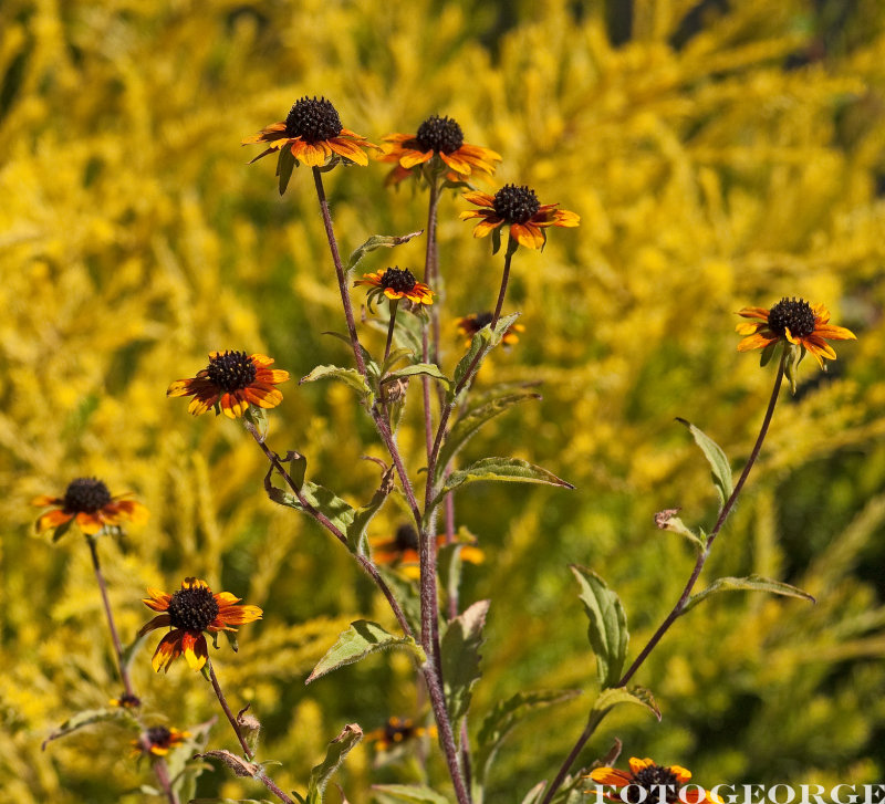 Rudbeckia triloba prairie glow-_DSC5207.jpg