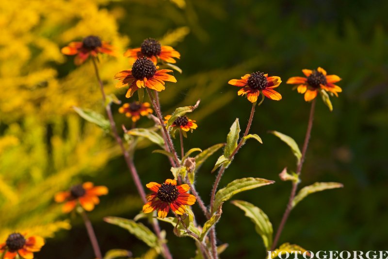 Rudbeckia triloba-prairie-glow-_DSC5245.jpg