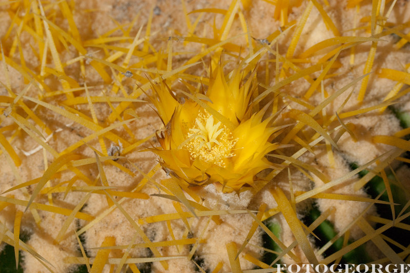 Pincushion-Cactus_DSC5867.jpg