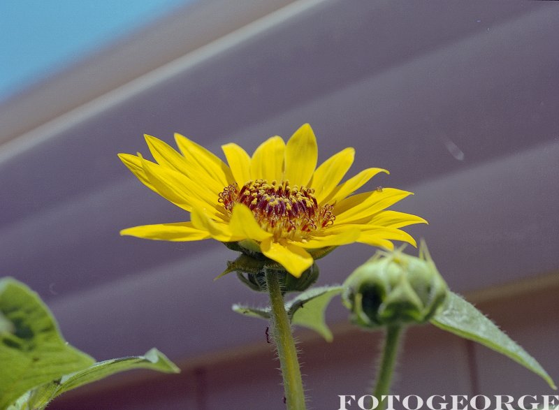 Sun-Flowers010.jpg